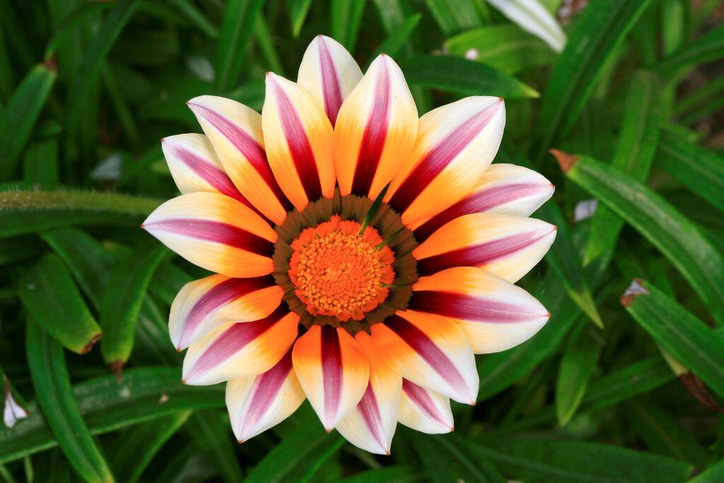 Gazania X Hybrida