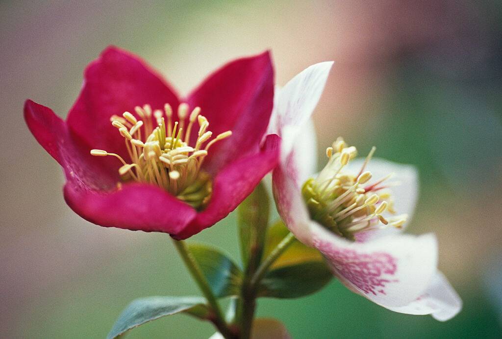 Hellebore flower