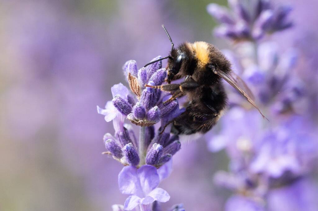 Lavender flower