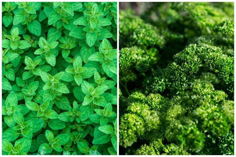 Mint and Parsley