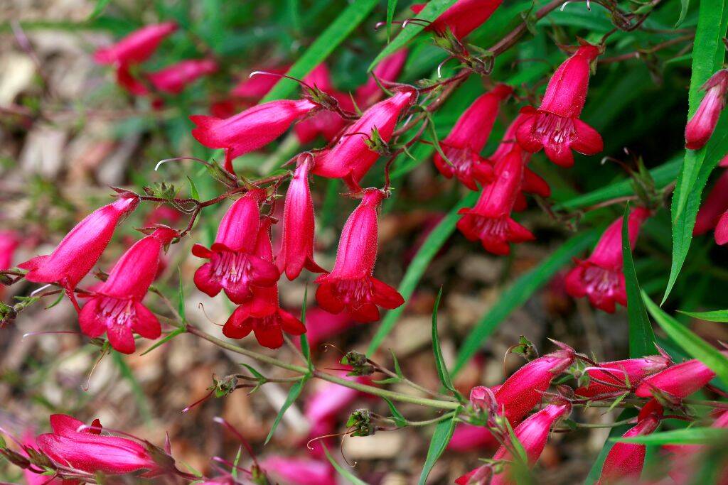 Penstemon