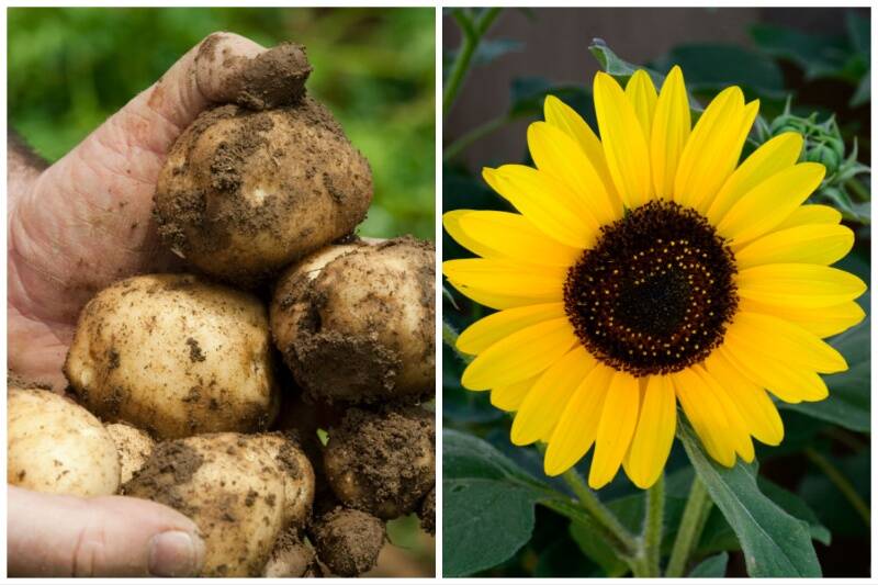 Potatoes and Sunflowers