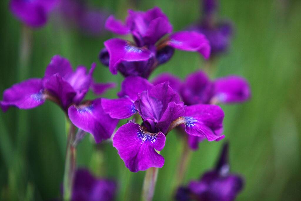 Purple Irises 