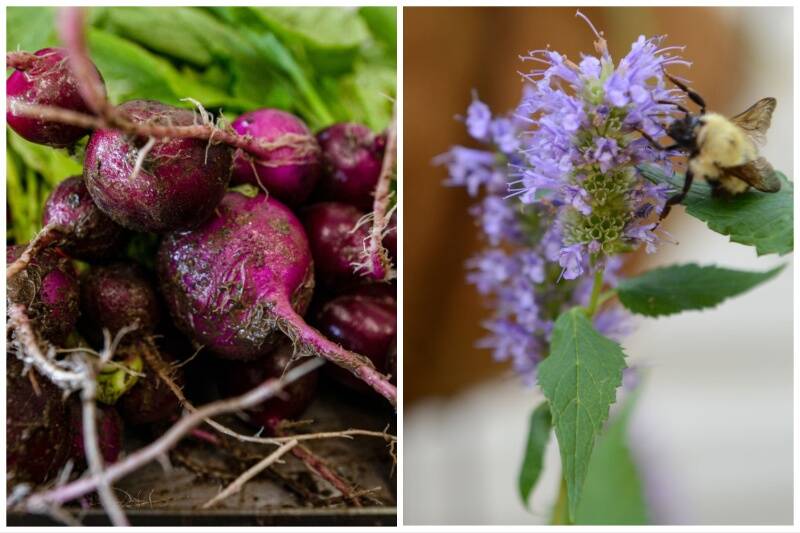 Radishes and Hyssop