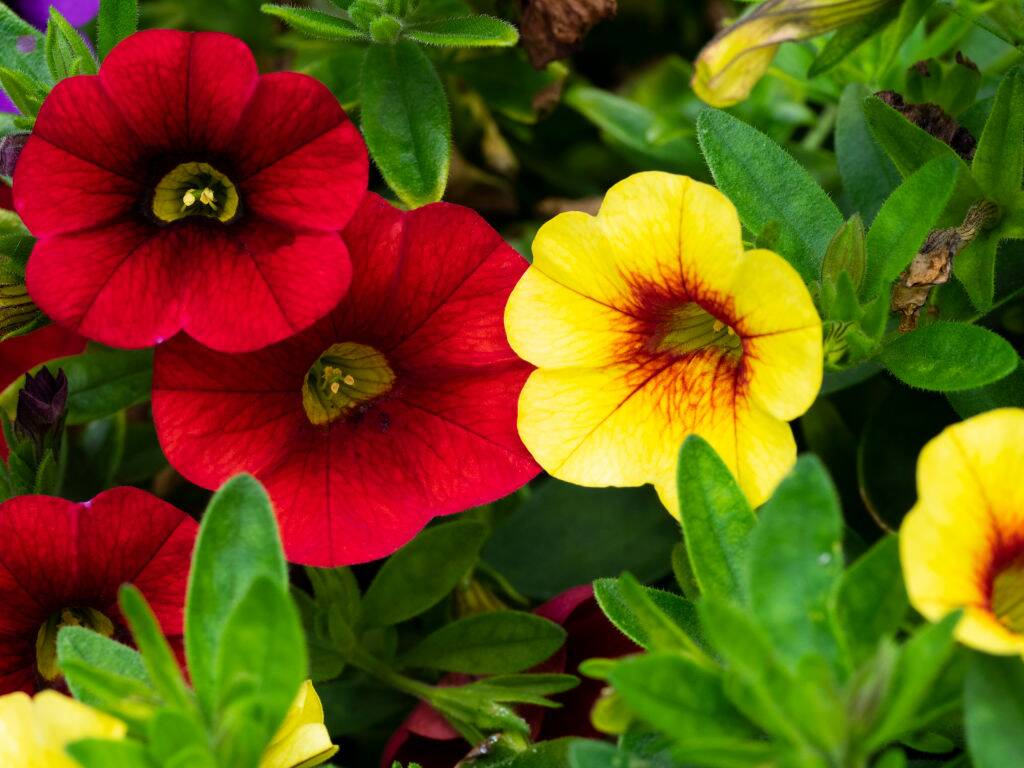 Red and yellow Calibrachoa