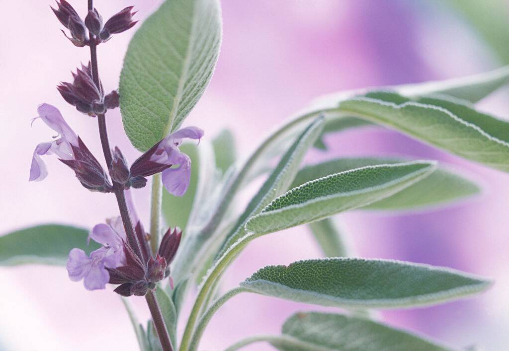 Sage, Salvia officinalis