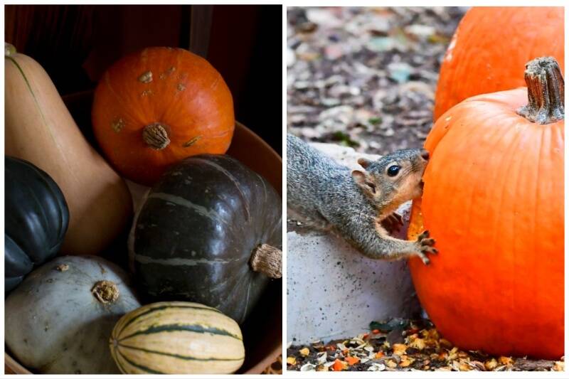 Squash and Pumpkins