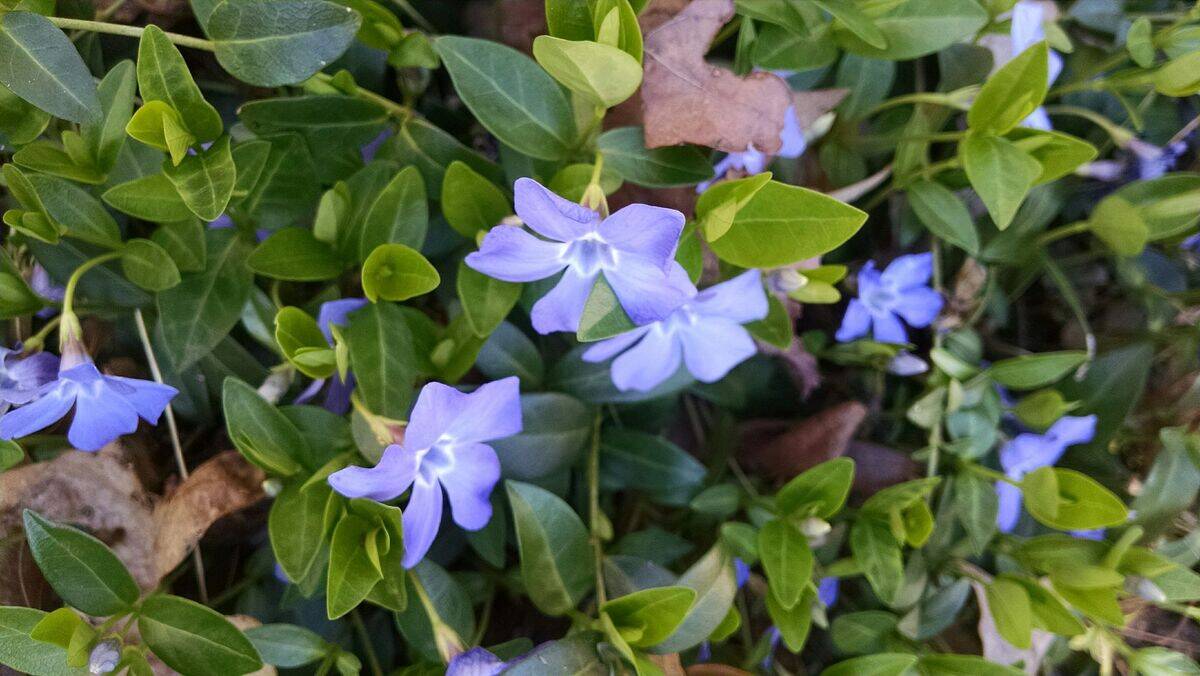 Vinca_spreading_along_a_border