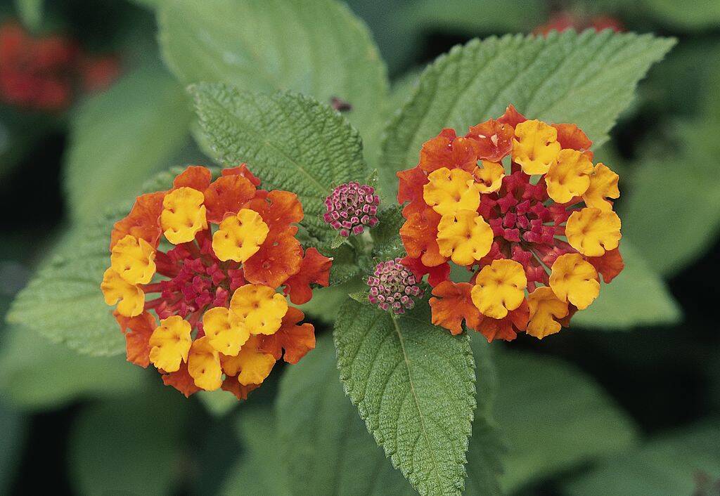 West Indian lantana