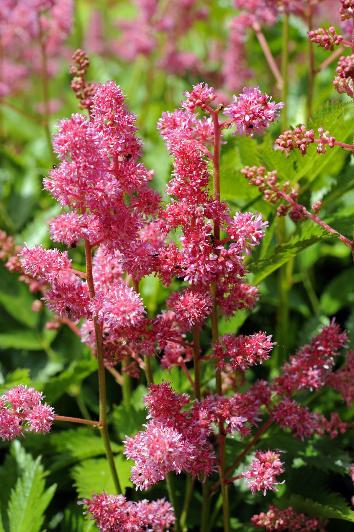 Astilbe