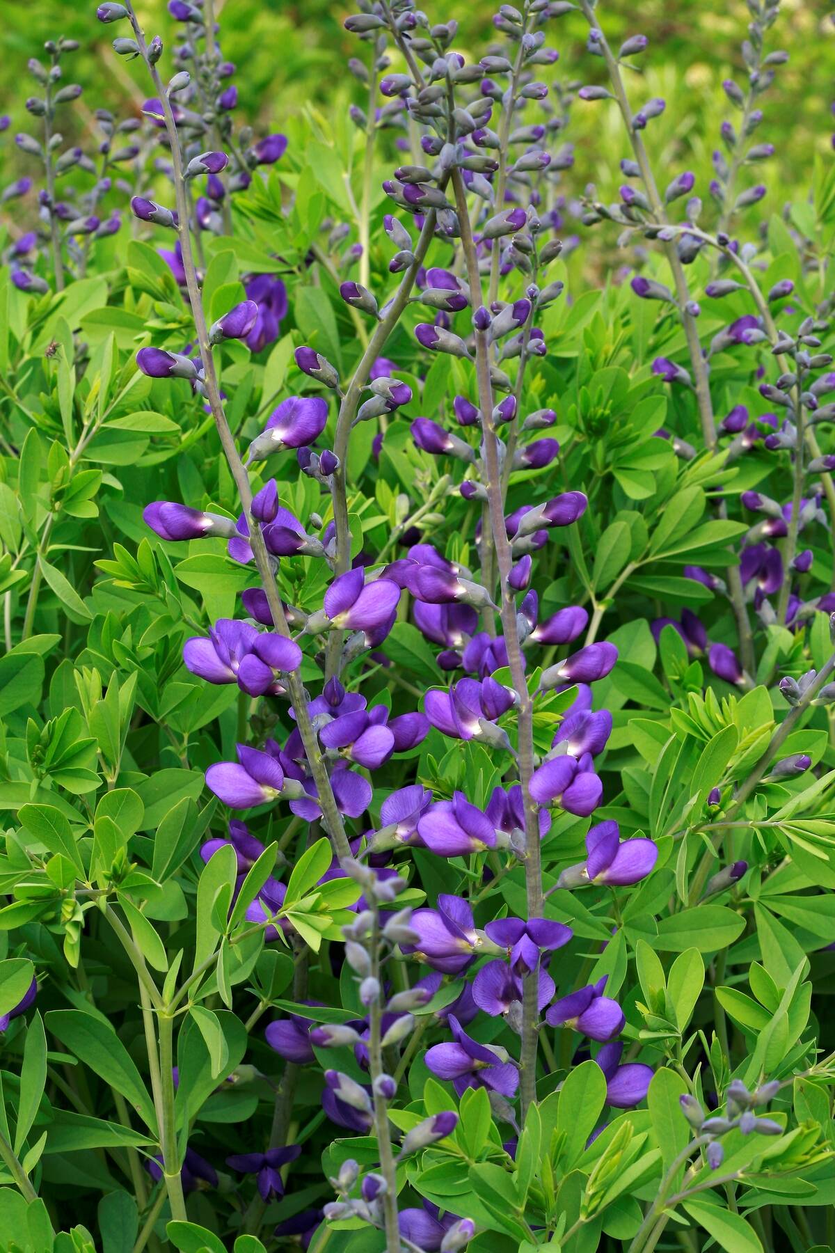 Baptisia australis. wild indigo