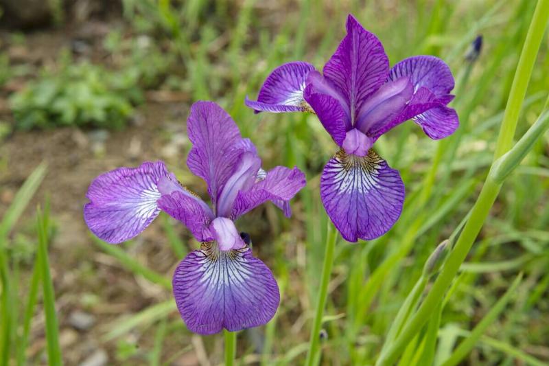 Iris sibirica flowers, milan, Italy