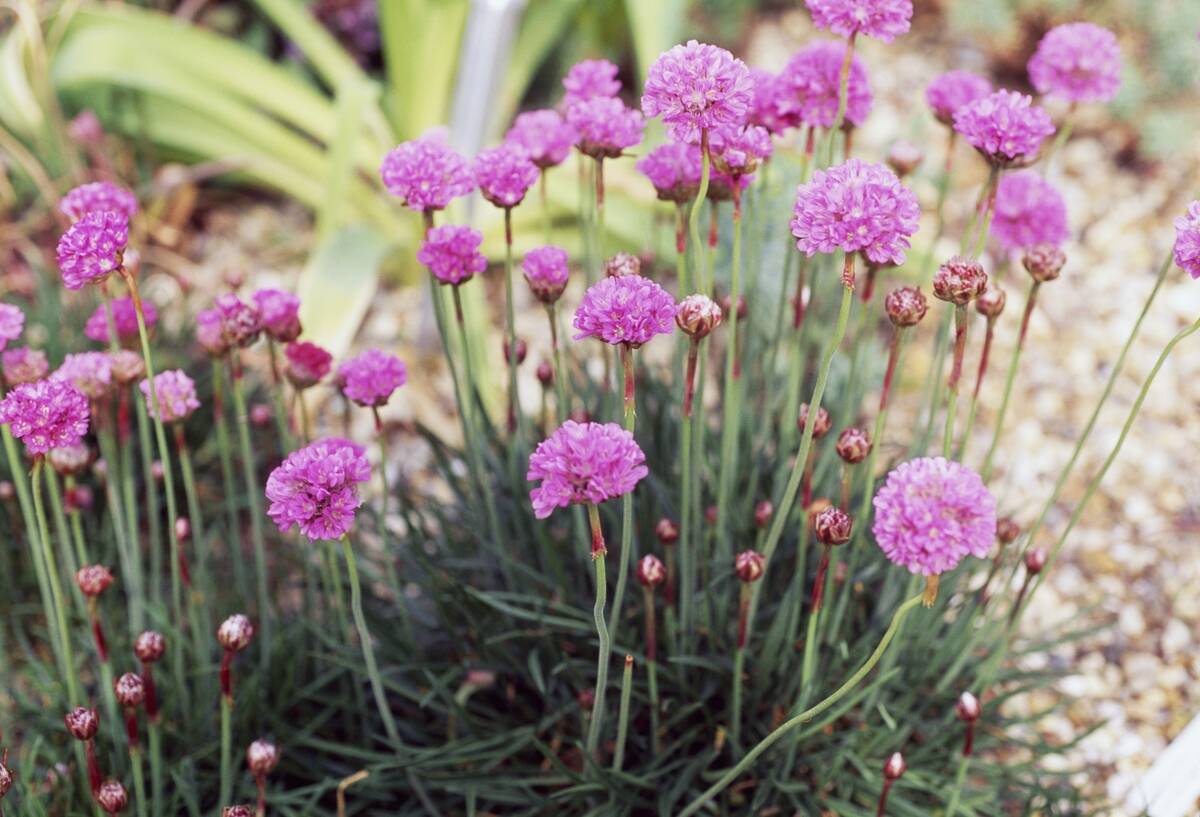 Sea Pink or Plantain Thrift...