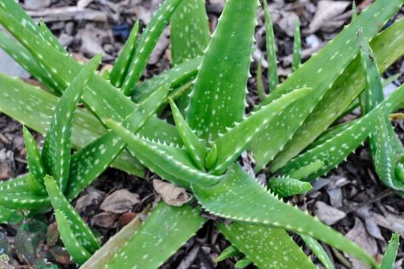 06 Aloe Vera 11