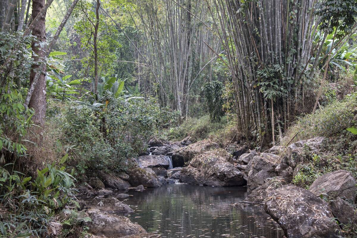 A stream runs through a bamboo forest in the hills of...