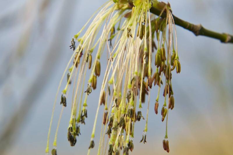 Acer negundo flowers. Bosisio Parini. Lombardy. Italy