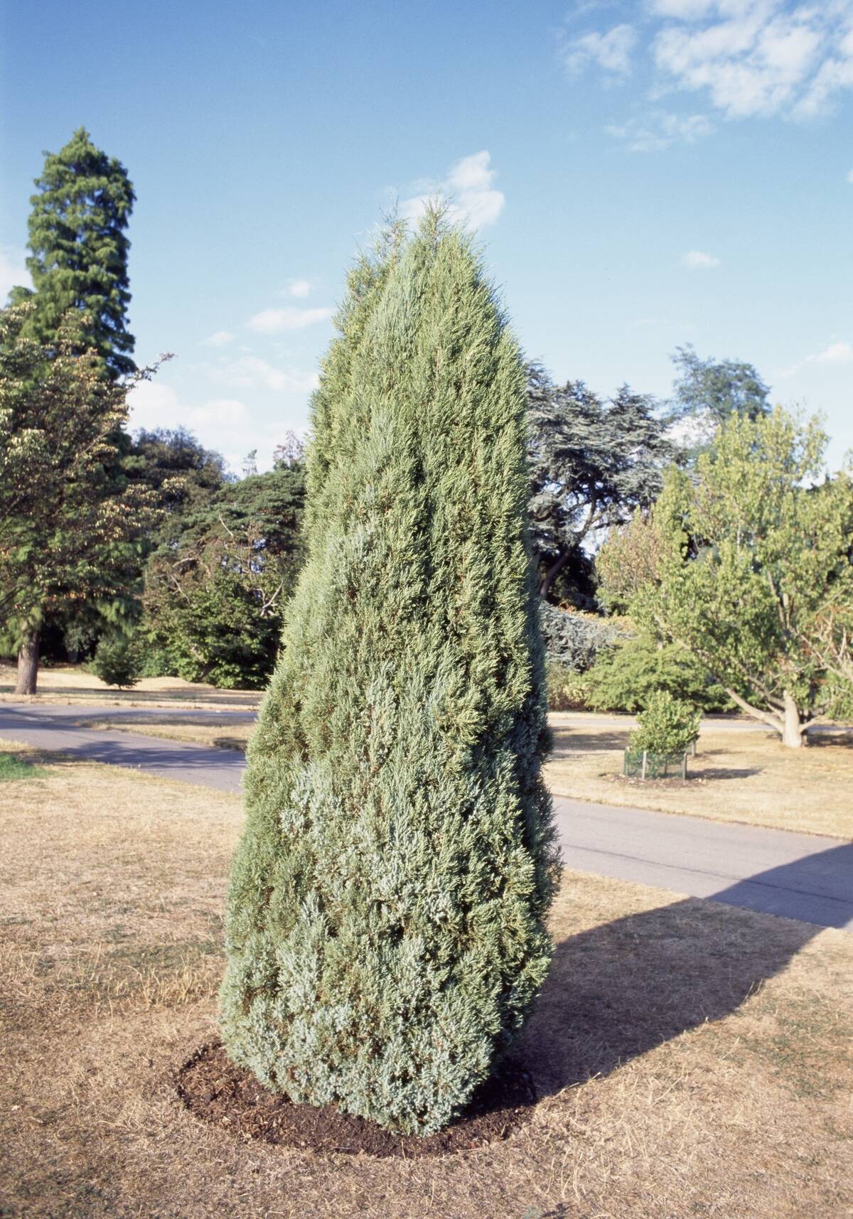 Eastern red cedar or Virginia juniper...