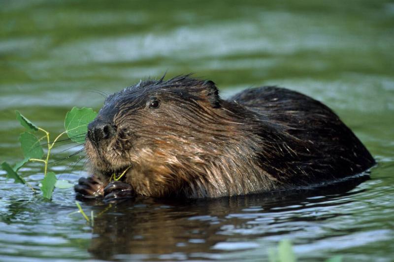 Eurasian beaver