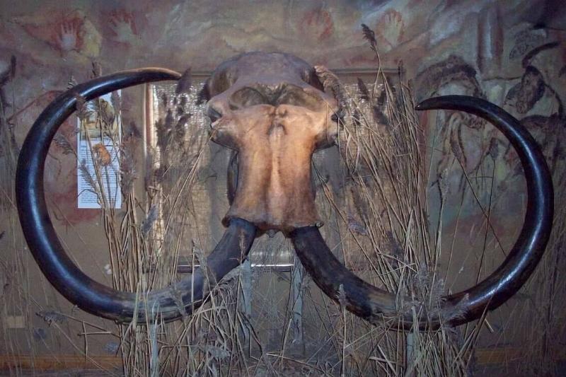 mammoth skull from doggerland