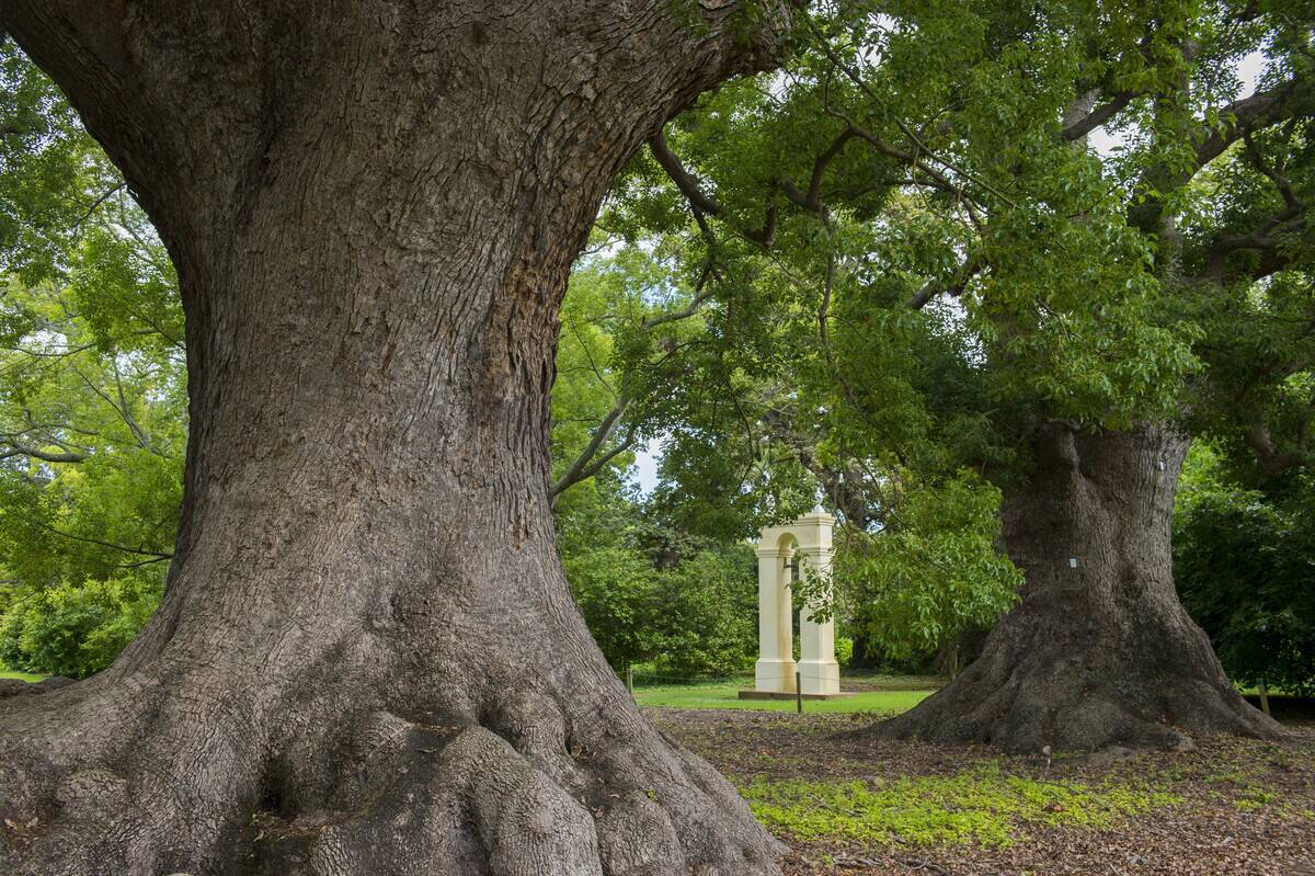 Old camphor trees in the garden at Vergelegen, a historic...