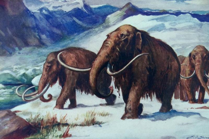 Painting depicting Mammoths roaming the earth during the early ice age