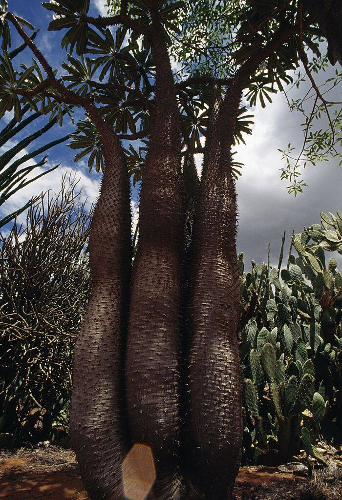  Namibian Bottle Tree