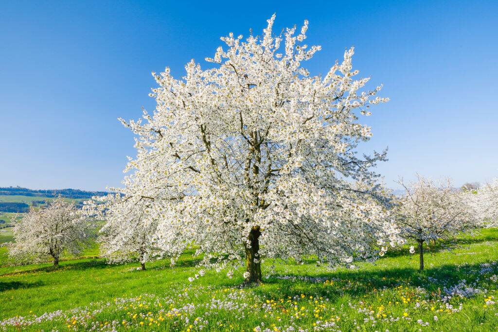 Wild Cherry Tree