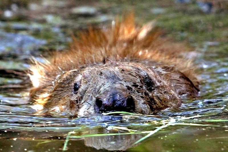 A beaver explores its new home on the 67