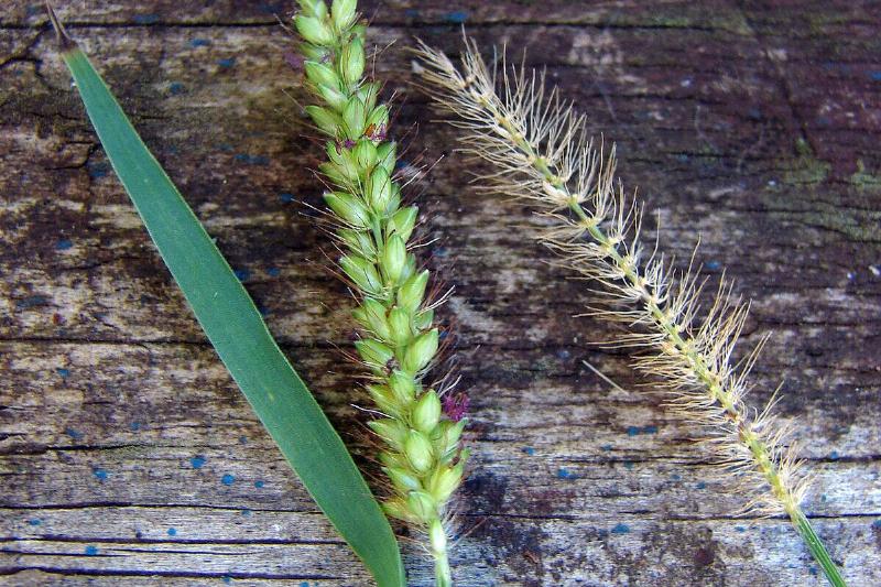 1280px-Starr_090121-1010_Setaria_parviflora_cropped