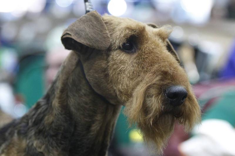2018 Crufts Dog Show Day Two