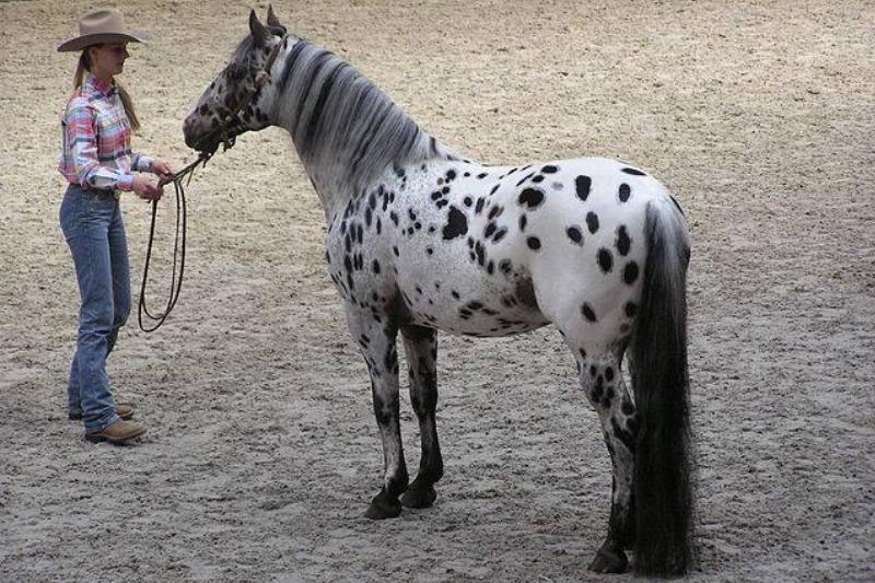 640px-Appaloosa_stallion (1)