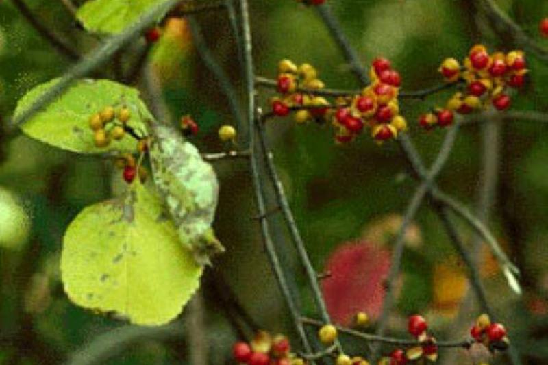 Celastrus_orbiculatus