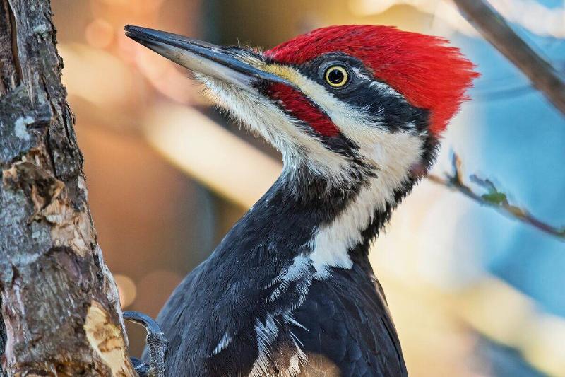 bill-pennell-z3F0JjC8Ars-unsplash