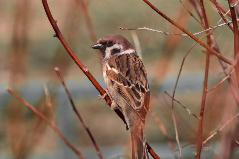 dmitry-grigoriev-CbbMcVyZDsY-unsplash