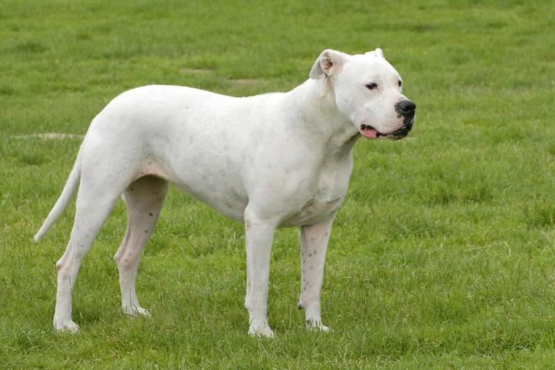 Dog, Argentine Dogo