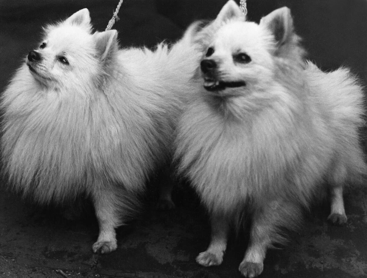 Frankfurt / Main: Dog show