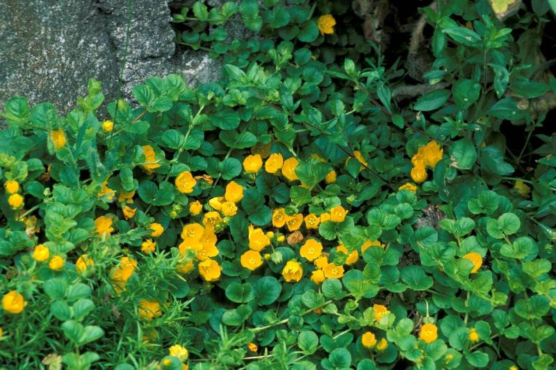 Lysimachia Nummularia. North Italy. Italy