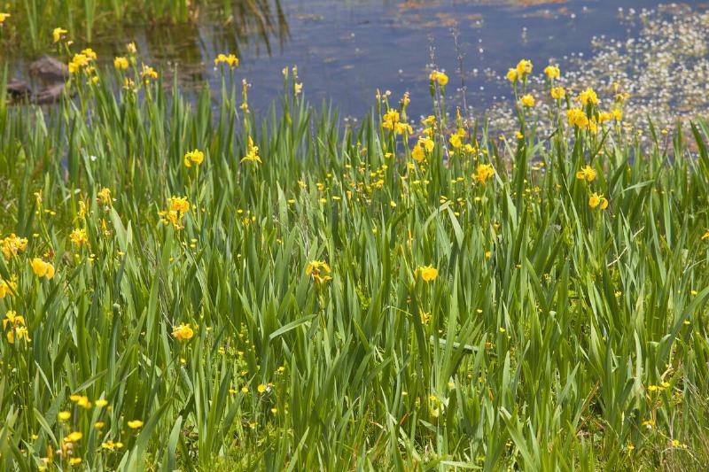 Yellow Flag Iris, Lough Inagh, Connemara, Ireland
