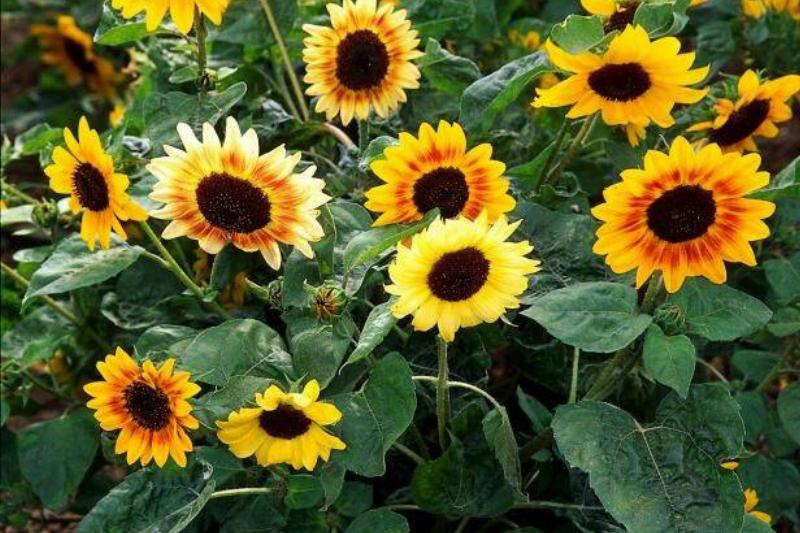 Tall and Tiny Sunflower Varieties
