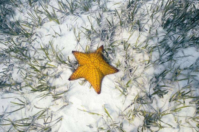 A Starfish On The Ocean Floor