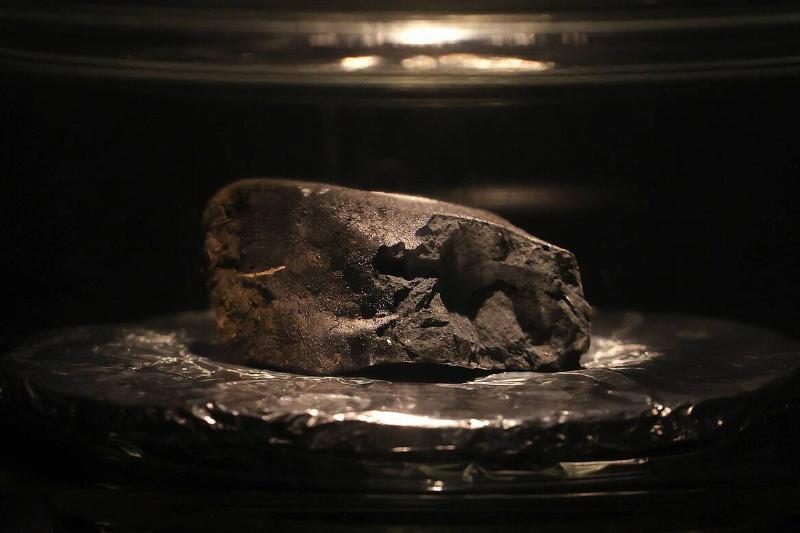 Natural History Museum Media Day