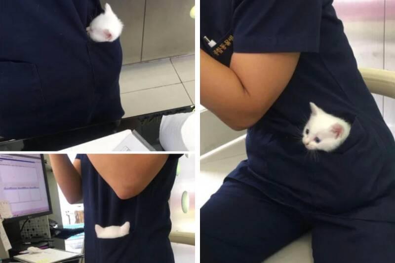 pocket cat3