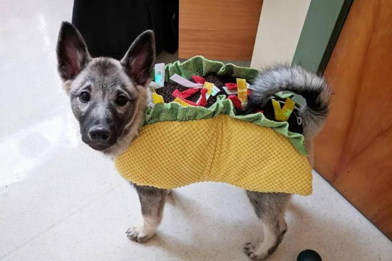 taco dog