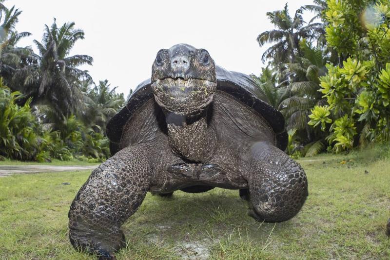 Aldabra Giant Tortoise, Aldabrachelys gigantea, Astove Atoll, Aldabra island group, Seychelles