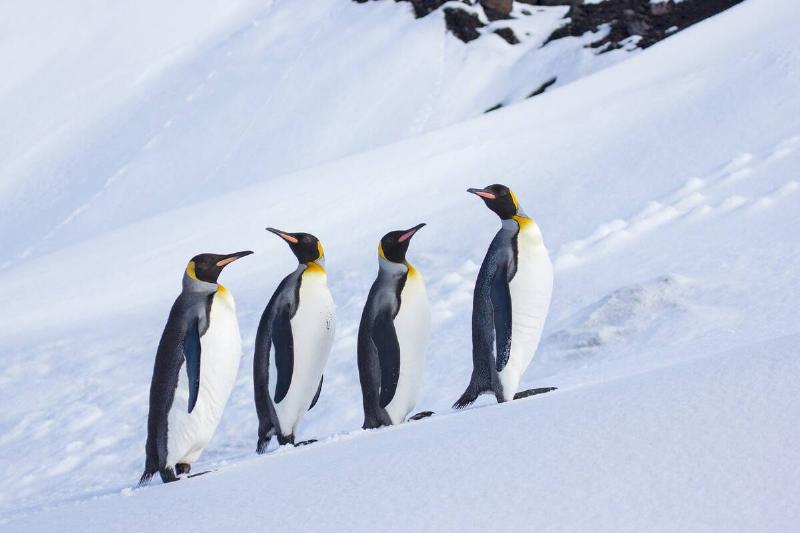 King Penguins, Heard Island