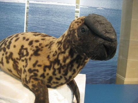 hooded-seal-16507