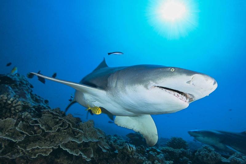 Sicklefin lemon shark (Negaprion acutidens) evolves over a coral reef on January 21, 2021 in Moorea, French Polynesia