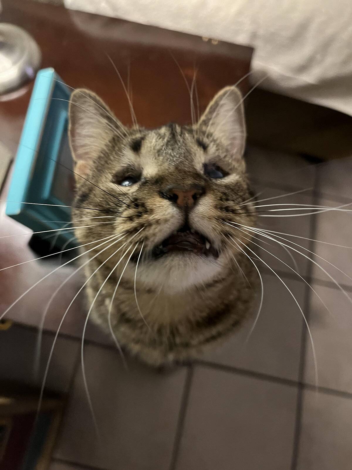 cat
