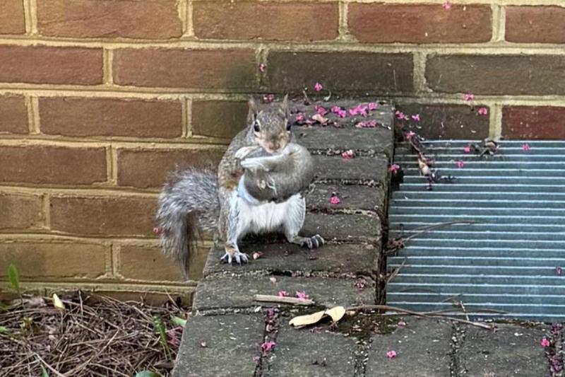 squirrel