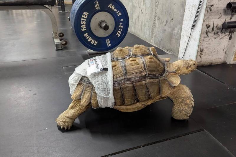 turtle
